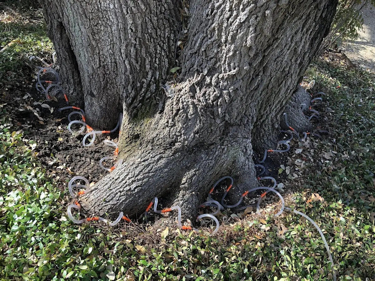 Detailed Tree Cabling and Bracing job site in Madeline