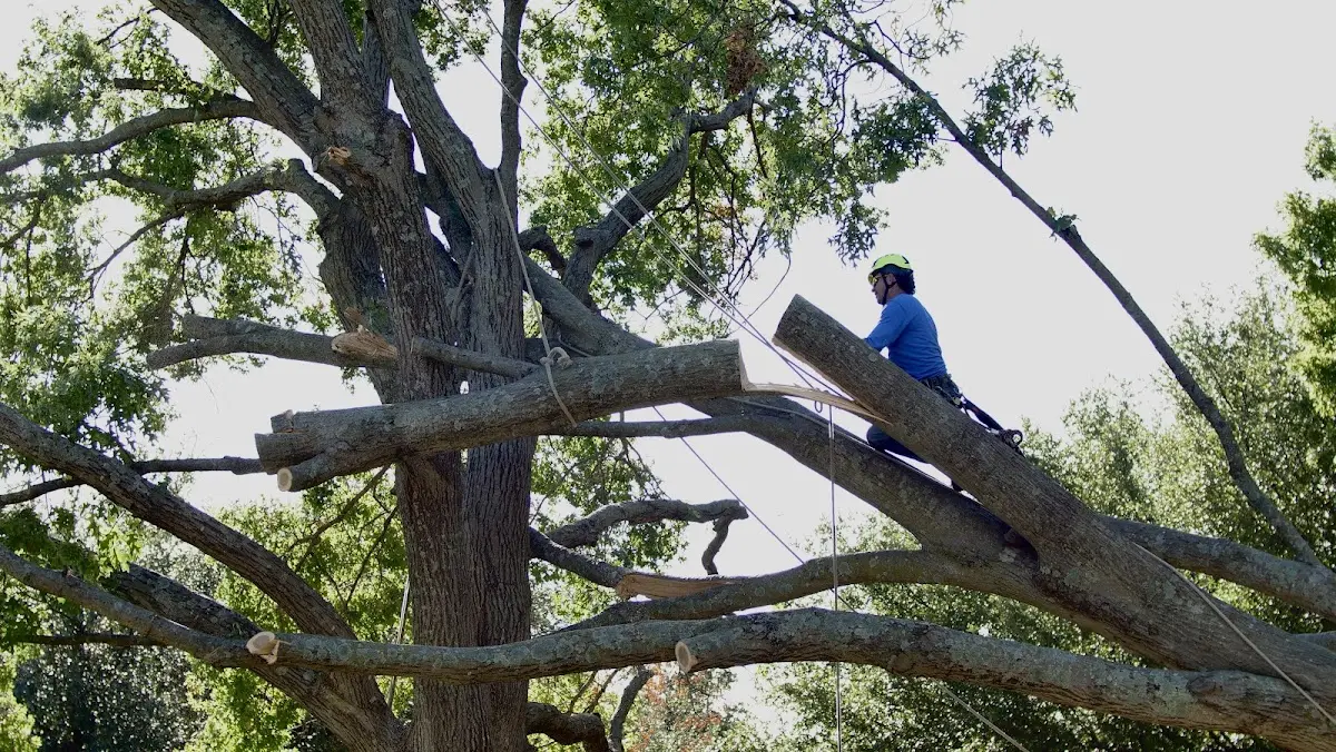 Professional Crown Thinning performed by certified arborists in Madeline