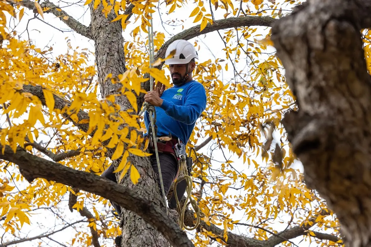 Skilled Tree Trimming crew working in Madeline