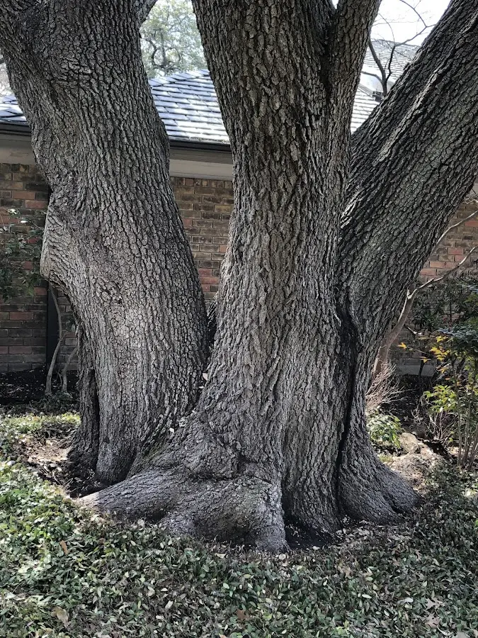 Mature heritage tree close to a Madeline property cared for by certified arborists