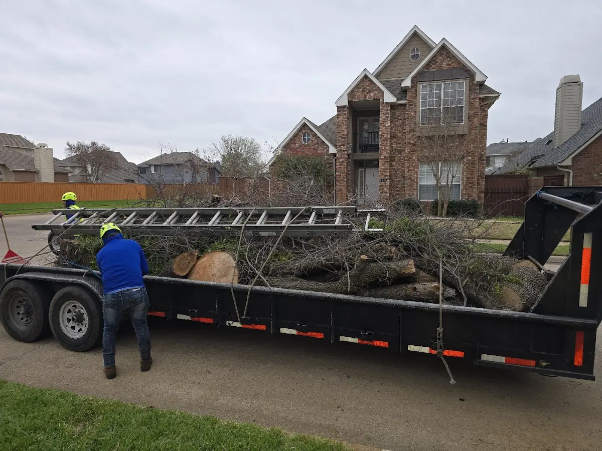 Expert Tree Removal with proper safety equipment in Madeline